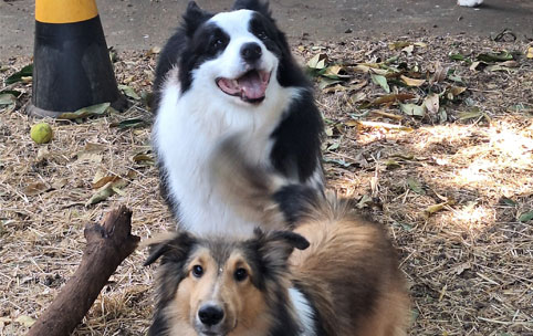 Interação entre os pets