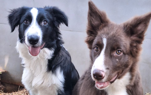 Brincadeiras em grupo para os pets