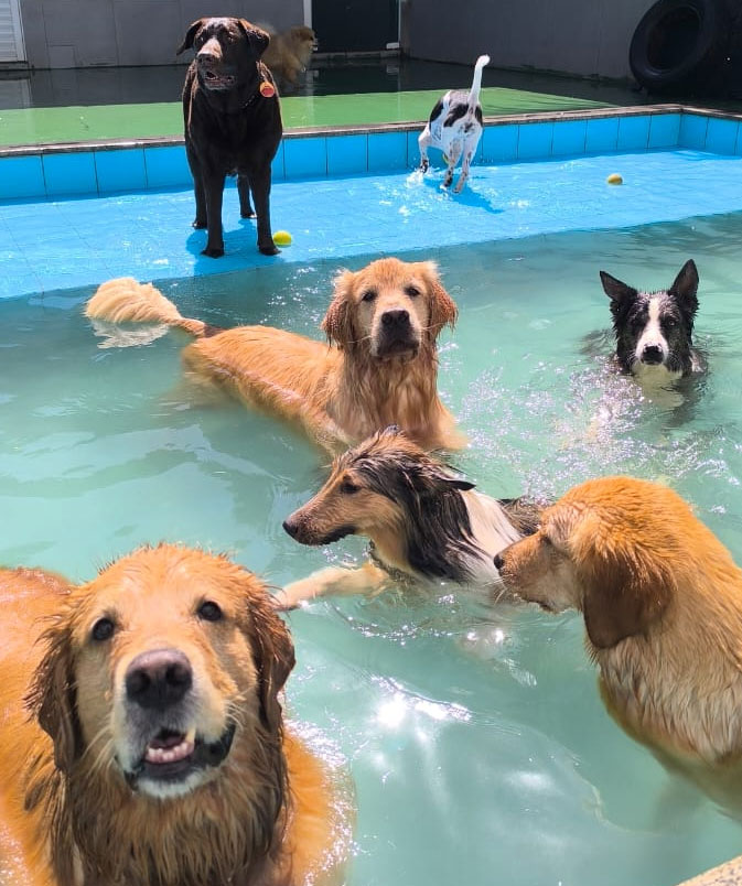 Dia de Piscina na Borgo Pets no Parque Amazônia em Goiânia