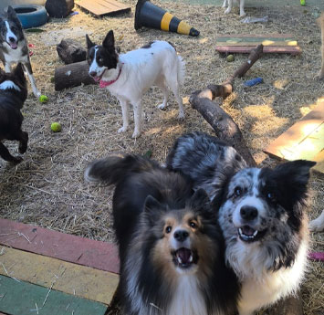 galeria de fotos dos pets no pátio