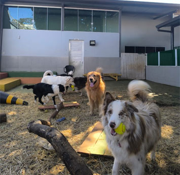 galeria de fotos dos pets no pátio