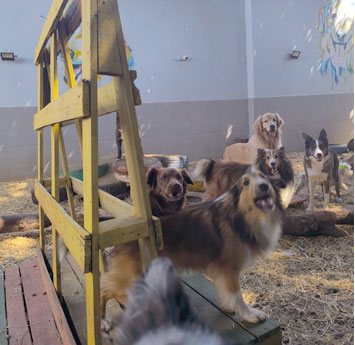 galeria de fotos dos pets no pátio