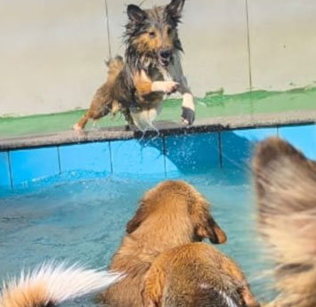 galeria de fotos dos pets no pátio