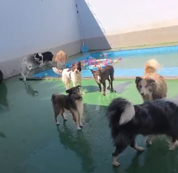 galeria de fotos dos pets no pátio