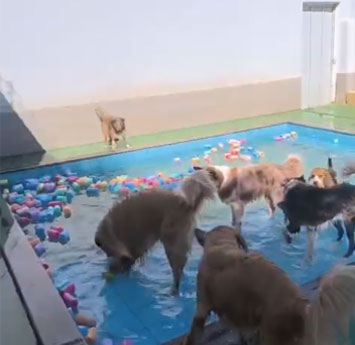 galeria de fotos dos pets no pátio